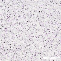 70 100 079 violett dream wolcolor baumwollputz Kopie.jpg