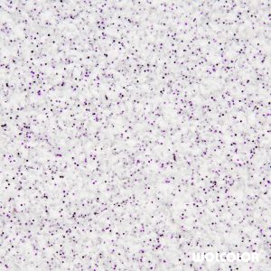 70 100 079 violett dream wolcolor baumwollputz Kopie.jpg