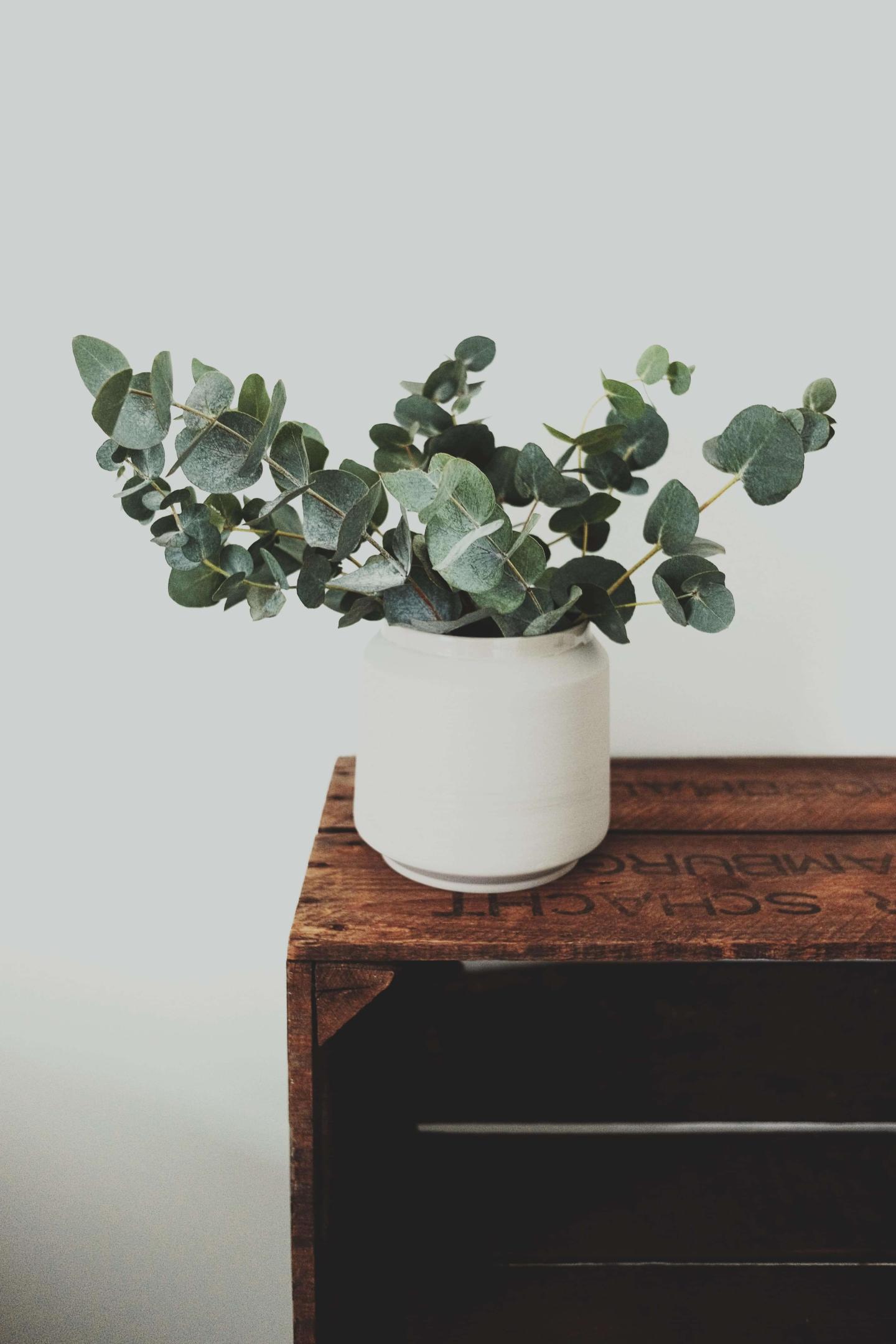Test 9 tree branch plant wood leaf flower