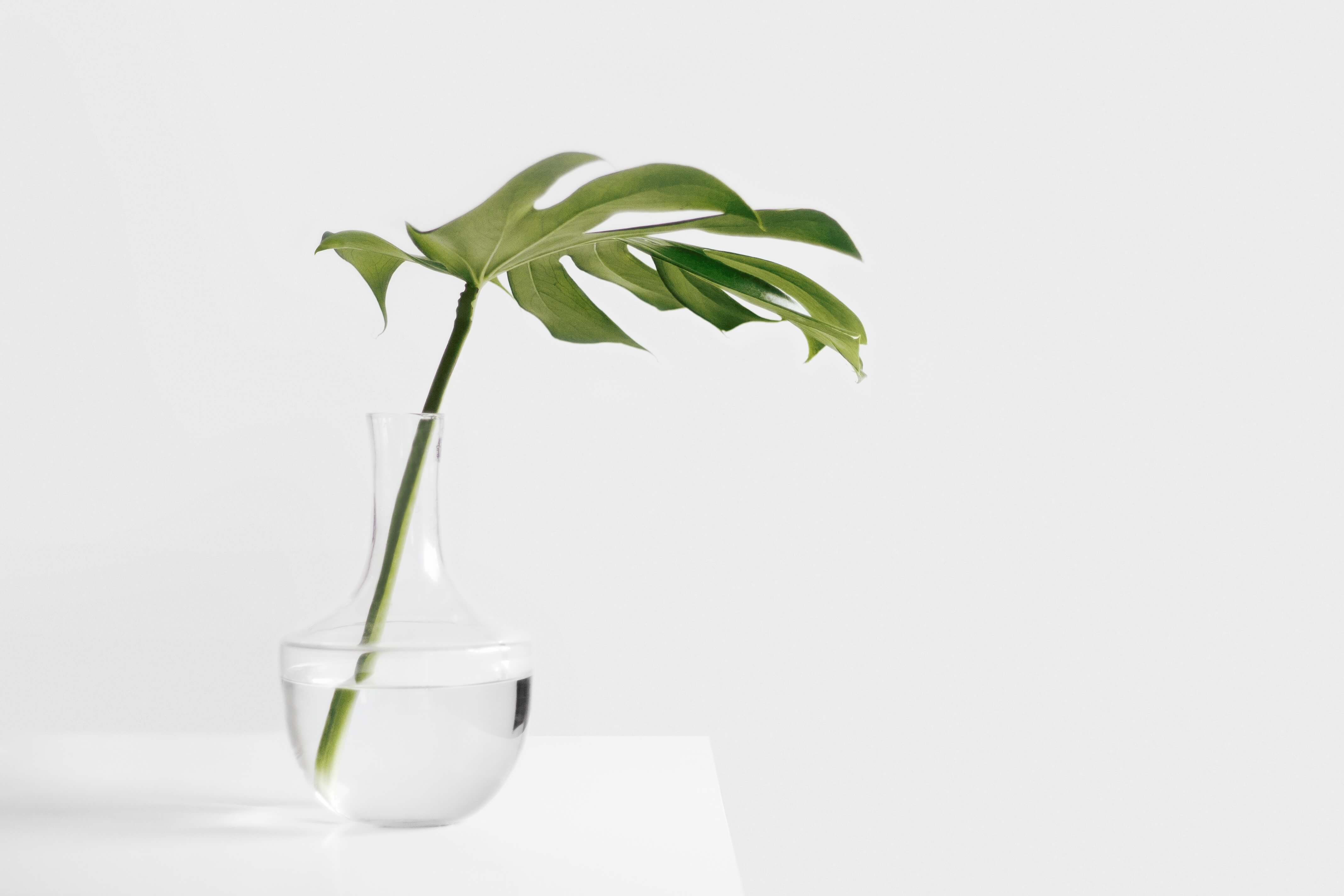 Test 8 plant white leaf flower vase green