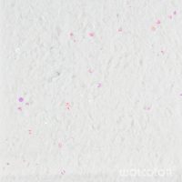 18 007 004 snowthunder Wolcolor.jpg